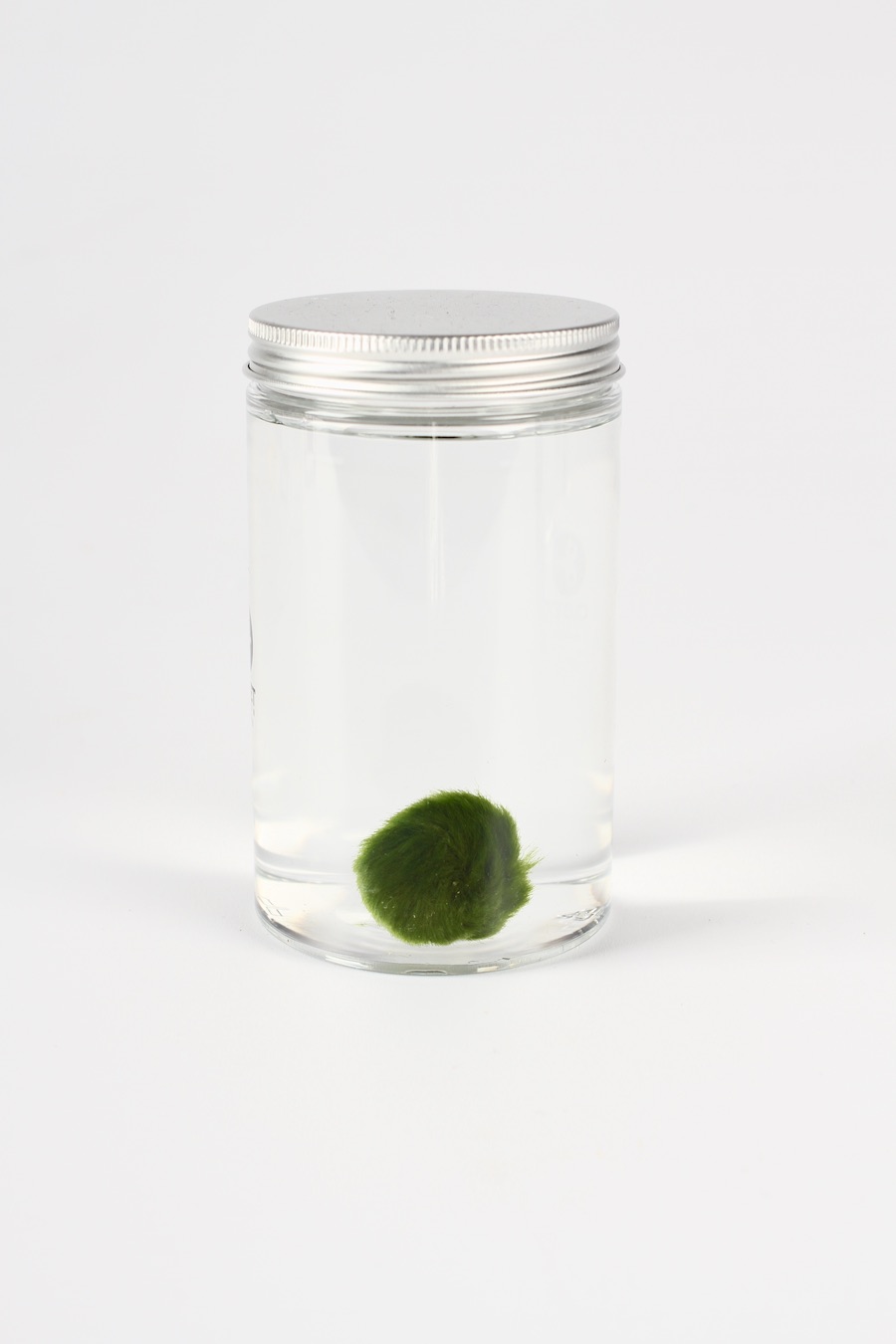 Marimo alga per acquario