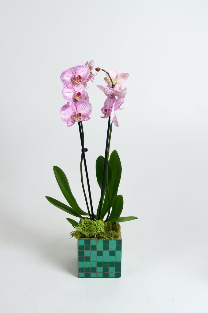 pianta orchidea design serax