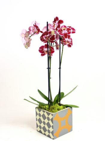pianta orchidea design serax