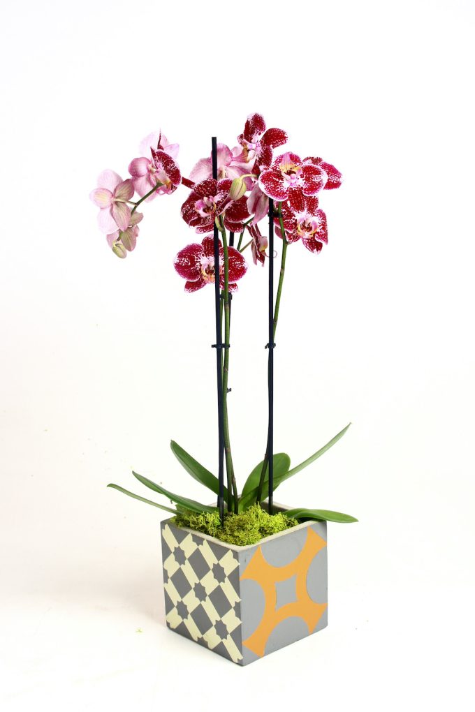 pianta orchidea design serax